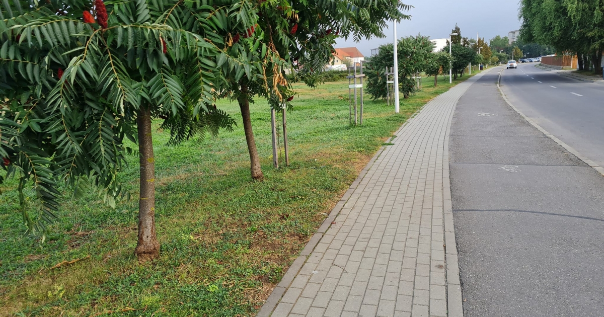 Közmunkával vezethették le fölös energiáikat a Székelykeresztúron facsemetéket és köztéri táblákat rongáló fiatalok